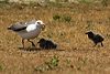 juvenile LBBG in October, ringed in Norway. (131273 bytes)